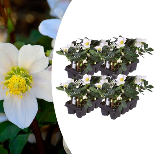 Exotenherz Helleborus niger Christmas Carol – Set bestehend aus 24 Pflanzen (4 x Sixpack)