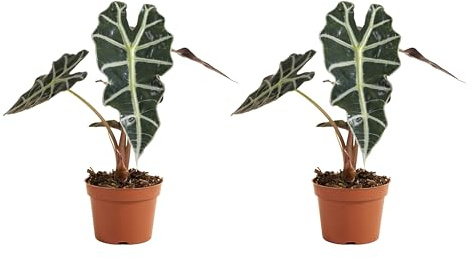 Bloomique - Juego de 2 - Alocasia Polly - Planta esqueleto - Plantas de interior - Purificadora de aire - 30-40 cm de altura - Maceta de 12 cm