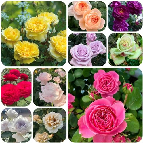 Semillas de rosal, de balcón resistentes Semillas de rosa trepadora, Rosa chinensis, semillas de resistentes al exterior 300pcs