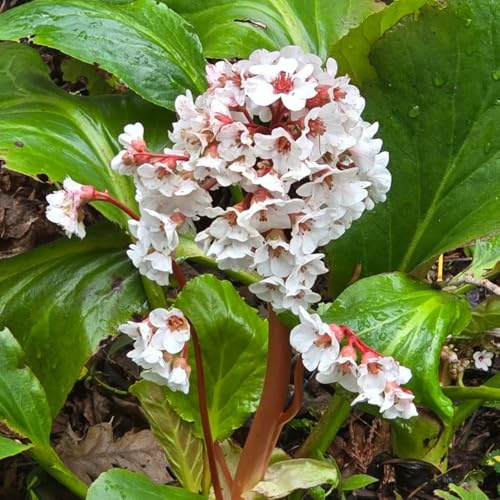 semi di Bergenia, rare balcone resistenti giardino esotico 50pcs