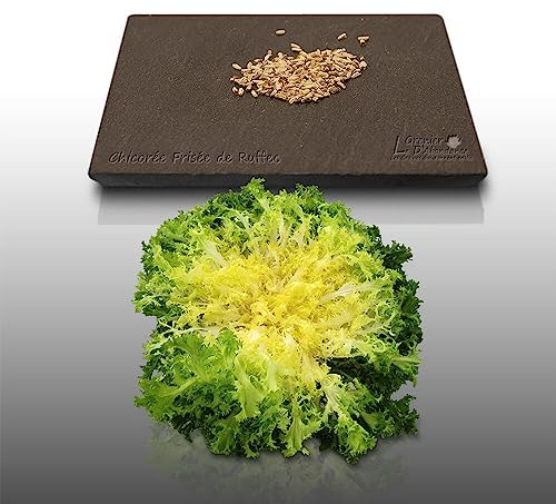 250 graines à semer - Le Grenier d'Abondance - CHICOREE FRISEE De Ruffec - Cichorium