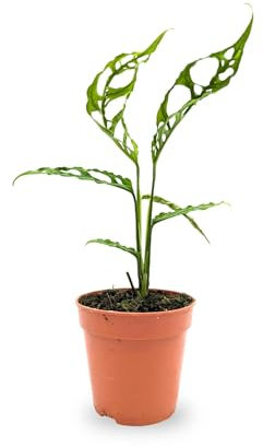 Monstera Obliqua Peru 25cm (12cm Nursery Pot)