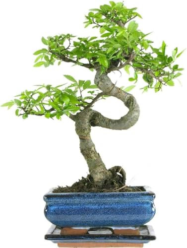The Bonsai Plants - Real Live Chinese Elm Bonsai Indoor/Outdoor Tree S Trunk - Ceramic Pot - Home Office Decor Gift