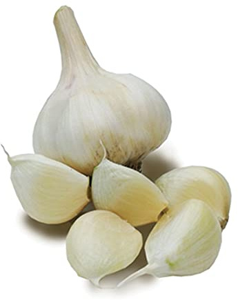 Semi di spicchi freschi di aglio gigante tedesco per bulbo grande