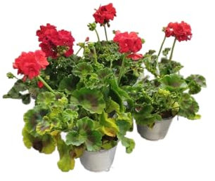 Geranio Rojo Pack 4 Plantas Naturales con Flores de Color Rojo