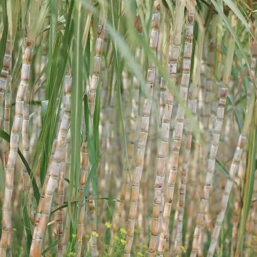 Zuckerrohr - exotische saccharum officinarum Bodendecker garten winterhart, für sonnige plätze, Gartenpflanzen stauden winterhart mehrjährig bonsai 400samen