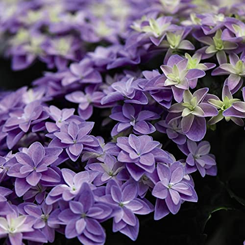Hydrangea Potted Flower Plants Double Dutch Alkmaar Beautiful Double Blue Flowers Hardy Shrub Ideal for Patio Pots & Border 2 x Flower Plants in 14cm Nursery Pots by Suttons