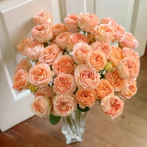 semillas de plantas de rosas - semillas de rosas, plantas perennes, plantas perennes resistentes, de rápido crecimiento semillas de plantas, plantas decorativas Jardín decorativo, 50pcs