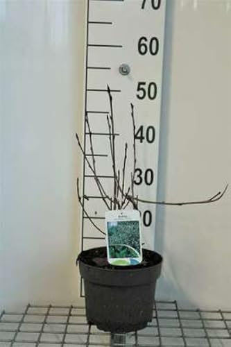 Aronia prun. 'Viking' - Apfelbeere 40-60 cm Container