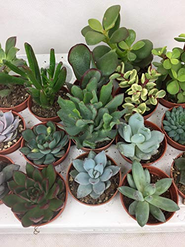 20 Succulent Plants in 5.5cm Pots for Home Or Office