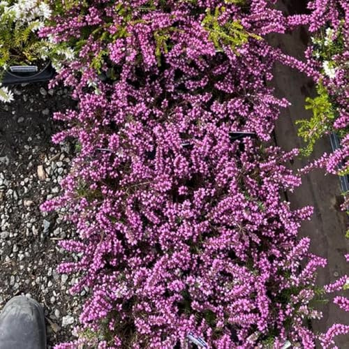 semillas resistentes al brezo - jardín exóticas 15pcs