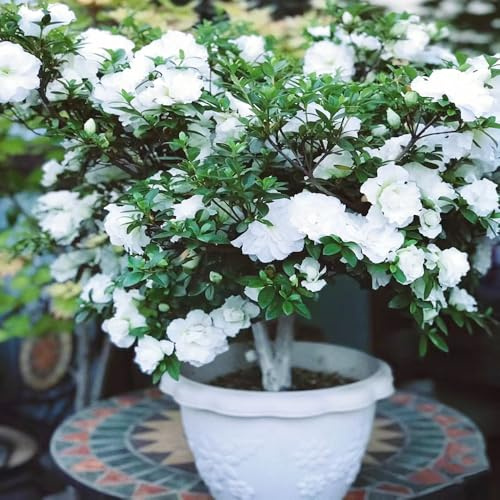 Semi di rododendro e azalea - estivi giardino di arbusti esotico resistenti per giardini rocciosi per giardinieri d'appartamento organico vecchie varietà 130pcs