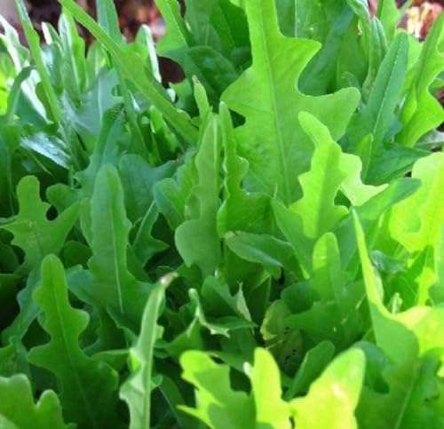 Royal Oakleaf Lettuce Salad Premium Seeds for Planting Packet