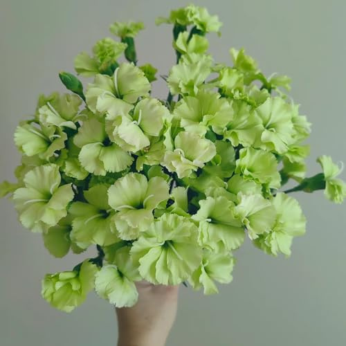 semi di chiodi di garofano perenni decorativi, resistenti all'esterno di chiodi di garofano da barba, balcone 250pcs