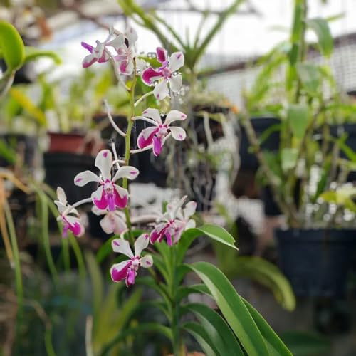 semi di orchidea vanda - giardino, perenni, resistenti esotiche, balcone 100pcs