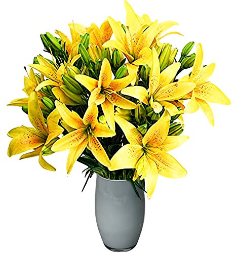 Just Lilies - Yellow Lily Flower Bouquet - Fresh Asiatic Lilies Delivered Next Day - Hand-Tied Floral Arrangement