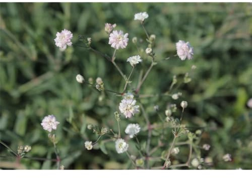 Gypsophila repens 'Rosenschleier' - Garten-Schleierkraut 'Rosenschleier' - 9cm Topf