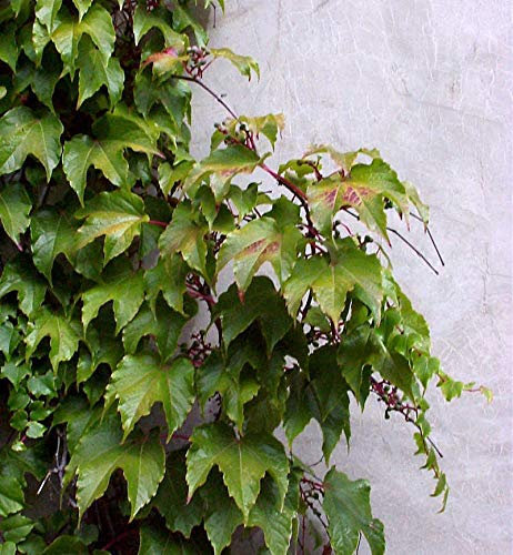Jungfernrebe 100-125cm - Parthenocissus tricuspidata