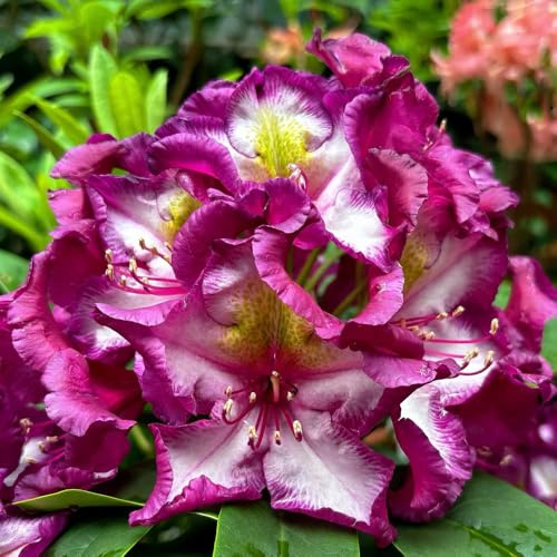 Semillas de azalea y rododendro, resistentes Arbustos, orgánicas, variedades antiguas, exóticas resistentes, primavera, balcón, 90pcs