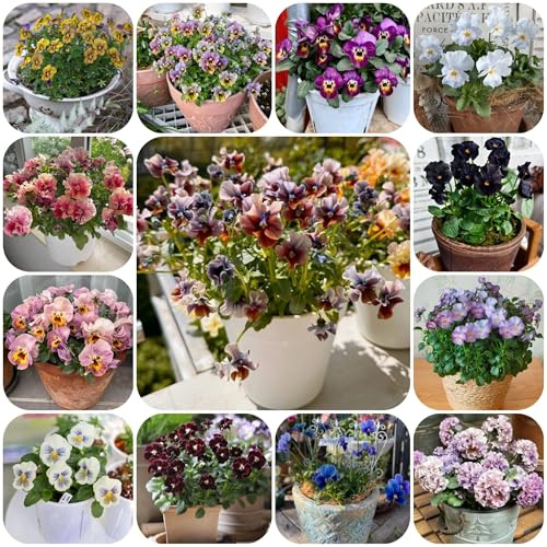 semi di viola cornuta perenne per aiuole rialzate, viola cornuta, rampicanti resistenti, biologici tappezzante perenne resistente 350pcs