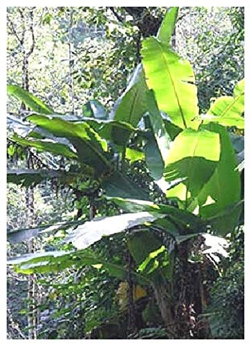 TROPICA - Banano Darjeeling (Musa sikkimensis syn. M. hookeri) - 5 Semi- Resistente al freddo