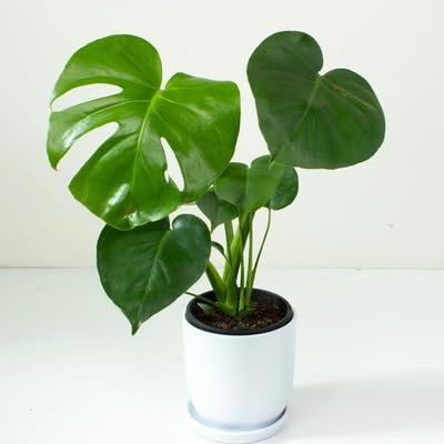 50pcs New Fresh Green Monstera Plant Seeds