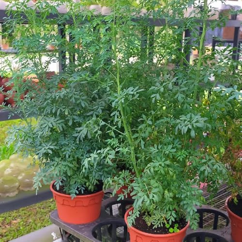 Weinraute, garten Ruta graveolens, winterharte kübelpflanzen heilkräuter kräutergarten winterharte für garten kräutersamen küchenkräuter 200Samen