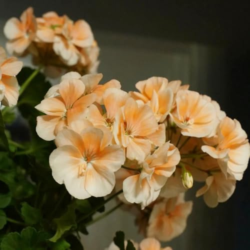 semillas de geranio perenne - resistente jardín, exótica orgánicas 35pcs
