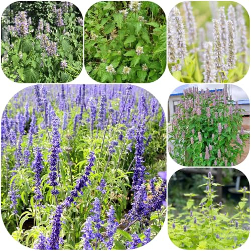 Semi di ortica profumata - semi di resistenti vecchie varietà rialzata esotica prodotti sostenibili giardino selvatiche 450pcs