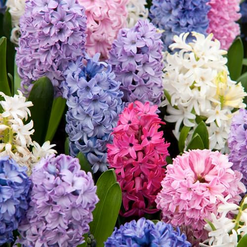 Plant in a Box - Hyacinthus Mix x10 - Bulbi di Giacinto - Bulbi di fiori resistenti per giardino, terrazza o balcone