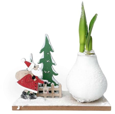 Plant in a Box - Amaryllis mit roten Blüten - Wonderland 'Santa' - Hippeastrum - Weihnachtsblume im Topf
