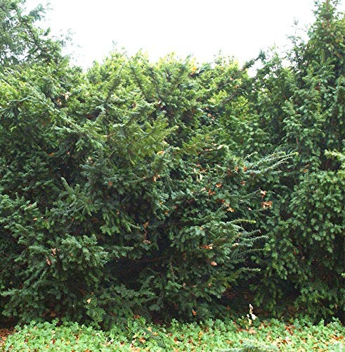 Goldgelbe Eibe Summergold 30-40cm - Taxus baccata