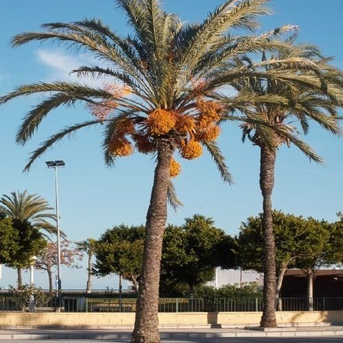 10 Graines de Palmier Dattier – Phoenix dactylifera - Datte - Fruit exotique - Palmier Jardin Arbre - 348
