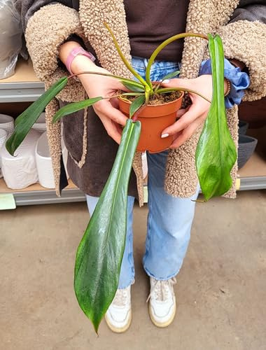 POWERS TO FLOWERS - PHILODENDRON JOEPII, vaso 13cm, pianta vera