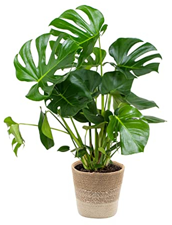 Bloomique - Monstera deliciosa - Pianta con foglie forate - Pianta da interno - Purifica l’aria - Facile da curare - Alta 70-80 cm - In cestino di juta 21 cm