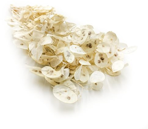 Silbertaler - (Lunaria) - Weiß