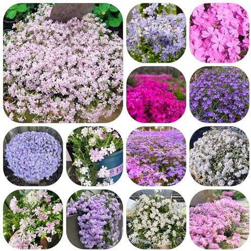 phloxsamen - teppichphlox - balkon phlox gartendeko für draußen, blumenteppich blumenwiese mehrjährig topfpflanzen 1200pcs