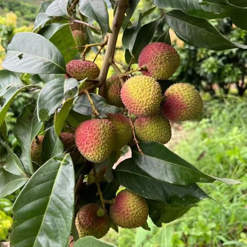 lichi - semi da ufficio colonnari balcone resistenti lichi letto elevato per balcone semi 20pcs