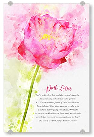 artboxONE Acrylglasbild 90x60 cm Natur Pink Lotus Bild hinter Acrylglas - Bild Flower Beautiful Blume