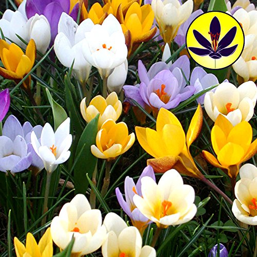 Gardeners Dream Krokusse Zwiebeln Winterhart Mehrjährig Mix (100 Stk.) - Farbenfrohe Krokus-Arten Mischung - Krokus Zwiebeln zum Pflanzen - Blumenzwiebeln Frühblüher Mix - Frühblüher Zwiebeln