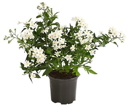 Jazmín Solano Natural Arbusto Trepador de Exterior Resistente y Fácil de Cuidar