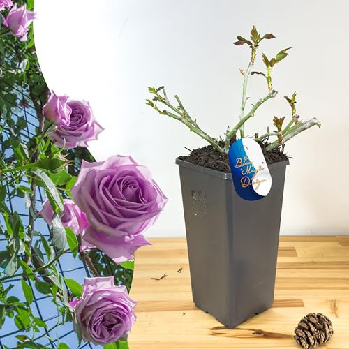 Hardy Bare Root Purple Climbing Rose 'Indigoletta' – Rich Blooms for Vertical Garden Displays, Pathways, Trellises, and Flowering Shrubs