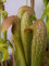 Seeds 10 CARNIVORA CAPPUCCIO Pitcher Plant Seeds Sarracenia minore di fiori