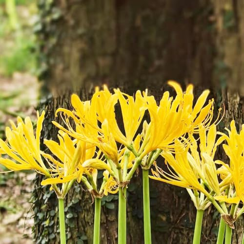 bulbi di giglio ragno - Lycoris radiata giardino roccioso tappezzanti d'appartamento esotiche balcone rialzato con letto 9pcs