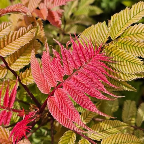 YouGarden Sorbaria 'Crimson Feathers', 9cm Potted Shrub Ready To Plant Hardy Colourful Foliage Garden Border Plant