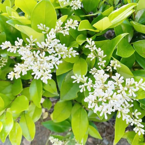 aligustre de hoja de jardín resistentes Ligustro lucidum verdes, interior semillas cobertura del suelo Decoraciones jardín raras exteriores 350semillas