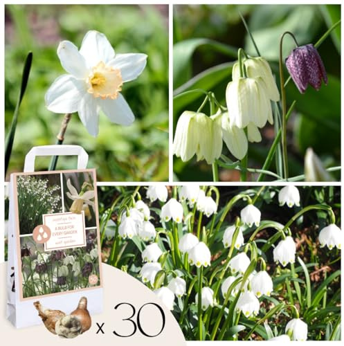 Plant in a Box - Coffret Jardin Humide - 30 bulbes pour zones humides & pluvieuses - Mélange de bulbes précoces avec fritillaire, narcisse & leucojum - Facile à entretenir & rustique