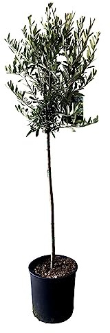 Árbol del Olivo Natural - Olea Europaea - Encanto Perenne en tu Entorno Natural