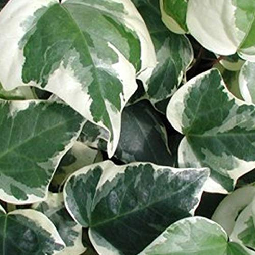 Hedera Algeriensis 'Gloire De Marengo' - Nordafrikanisches Efeu Gloire de Marengo 50-60 cm Pflanzcontainer