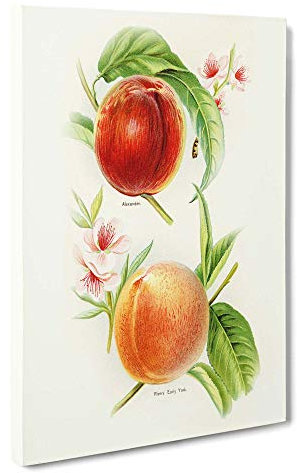 Big Box Art Vintage Illustration of Nectarines Canvas Wall Art Framed Picture Print, 30 x 20 Inch (76 x 50 cm), White, Yellow, Green, Orange, Red